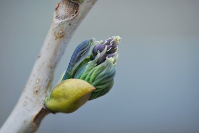 Decaisnea fargesii - dekaisnea Fargesova - jarní pučení